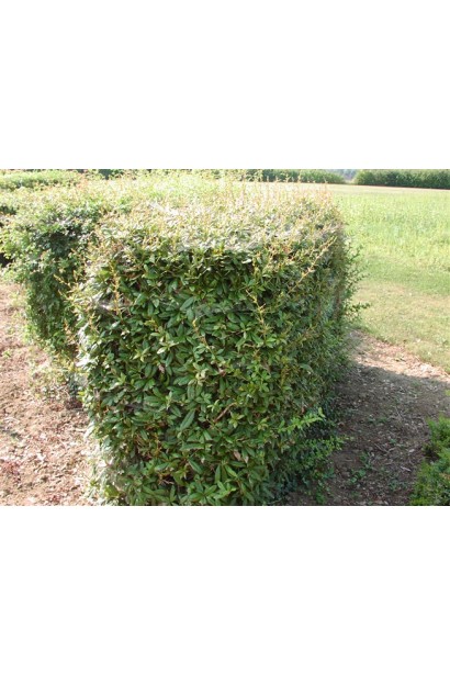 Барбарис зеленый Юлиана стриженый топиар